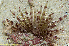 sea urchin